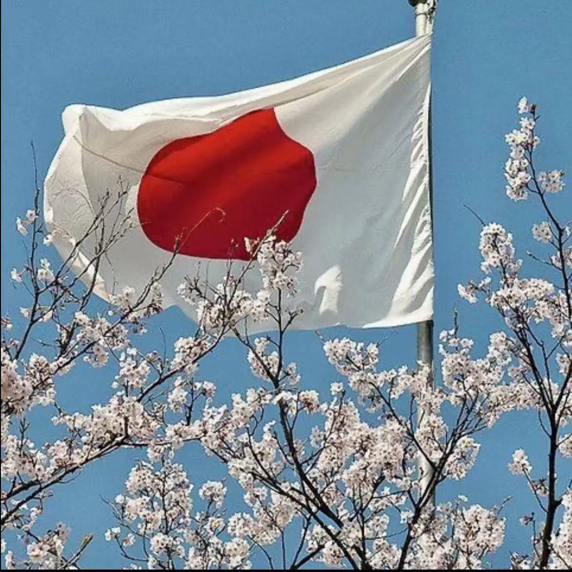 日本国旗樱花